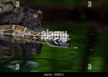 Python birmano serpente Python molurus bivittatus Foto Stock