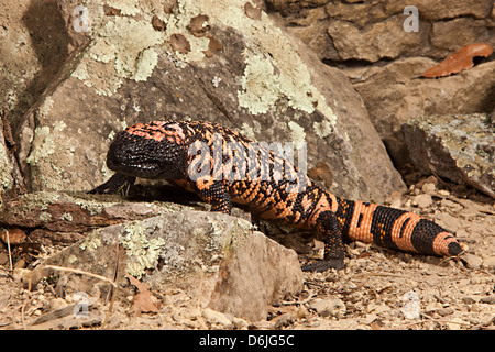 Gila Monster Heloderma suspectum Foto Stock