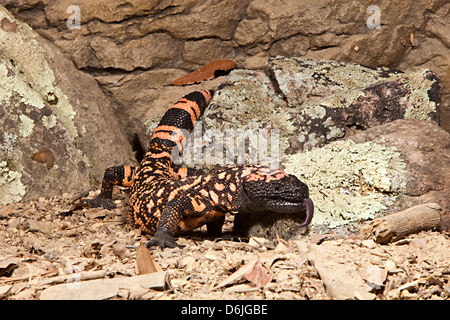 Gila Monster Heloderma suspectum Foto Stock