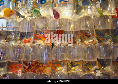 Pesce tropicale a pet shop, Mongkok, Hong Kong, Cina, Asia Foto Stock