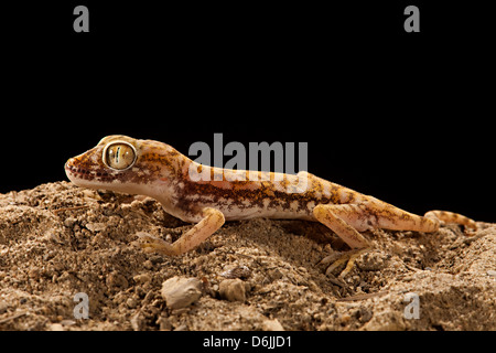 Dwarf la coda grassa Stenodactylus Gecko doreai Foto Stock
