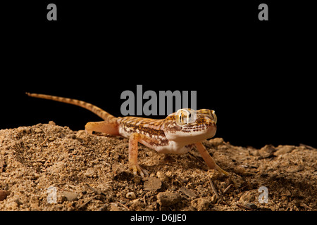 Dwarf la coda grassa Stenodactylus Gecko doreai Foto Stock