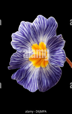 Zebra blue primula, molla impianto di biancheria da letto Foto Stock