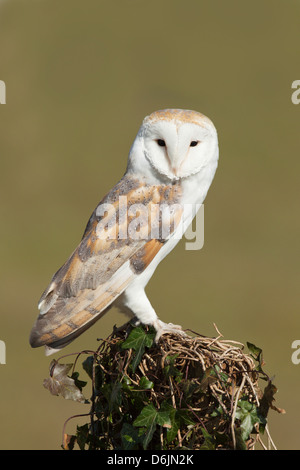 Un Barbagianni Tyto alba arroccato su una coperta di edera palo da recinzione. Ideale come un coperchio anteriore immagine dovuta alla collocazione. (C) Foto Stock