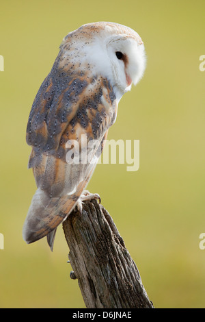 Barbagianni Tyto alba appollaiato su un vecchio post. Foto Stock