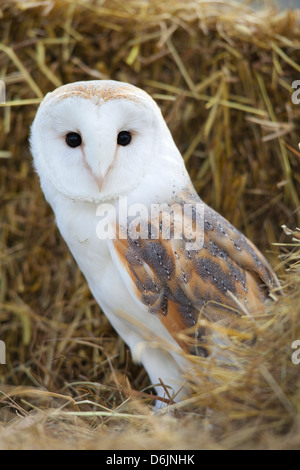 Barbagianni Tyto alba sorgeva su una balla di fieno (c). Foto Stock