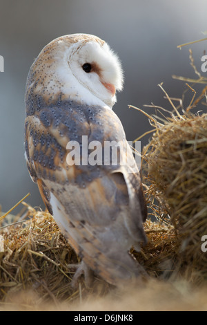 Barbagianni Tyto alba sorgeva su una balla di fieno (c). Foto Stock