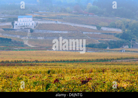 Early Morning mist oltre le vigne del Domaine du Château Gris al di fuori della piccola cittadina francese di Nuits-Saint-Georges. Foto Stock