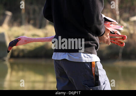 Der erste Flamingo wird am Freitag (23.03.2012) a Gelsenkirchen von einer Tierpflegerin der Zoom-Erlebniswelt zur Außenanlage getragen. Wegen des anhaltend schönen Wetters dürfen Die Vögel afrikanischen ihr Winterquartier verlassen. Der erste Flamingo in der Außenanlage dient als Lockvogel für seine Artgenossen, die zu Fuß zum vedere gehen müssen. Foto: Roland Weihrauch dpa/lnw Foto Stock