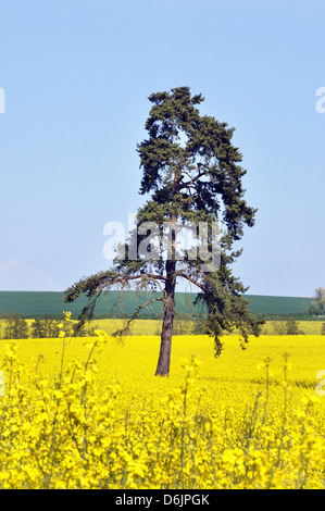 Campo giallo contro un cielo blu, olio di semi di colza raccolto, regione di Île-de-France nel centro-nord della Francia. Foto Stock