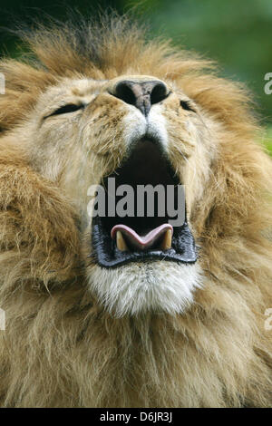 (File) - Un file di dpa foto datata 27 maggio 2009 mostra un leone yawnin allo Zoo di Duisburg, Germania. Il 25 marzo 2012, ora legale inizia. Foto: Roland Weihrauch Foto Stock