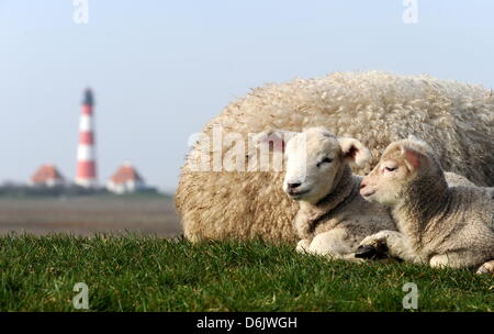 Due agnello giacciono nel sole del mattino sul Mare del Nord dike vicino Westerhever, Germania, 27 marzo 2012. In Schleswig-Holstein, ci sono circa 2.200 pastori con circa 320.000 pecore. Foto: CARSTEN REHDER Foto Stock