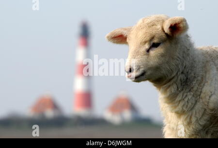 Un agnello sorge al sole del mattino sul Mare del Nord dike vicino Westerhever, Germania, 27 marzo 2012. In Schleswig-Holstein, ci sono circa 2.200 pastori con circa 320.000 pecore. Foto: CARSTEN REHDER Foto Stock