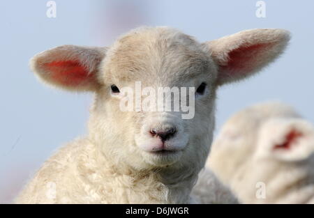 Un agnello guarda nella telecamera sul Mare del Nord dike con la loro madre vicino Westerhever, Germania, 27 marzo 2012. In Schleswig-Holstein, ci sono circa 2.200 pastori con circa 320.000 pecore. Foto: CARSTEN REHDER Foto Stock