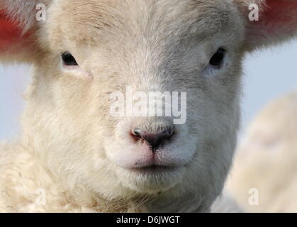 Un agnello guarda nella telecamera sul Mare del Nord dike con la loro madre vicino Westerhever, Germania, 27 marzo 2012. In Schleswig-Holstein, ci sono circa 2.200 pastori con circa 320.000 pecore. Foto: CARSTEN REHDER Foto Stock