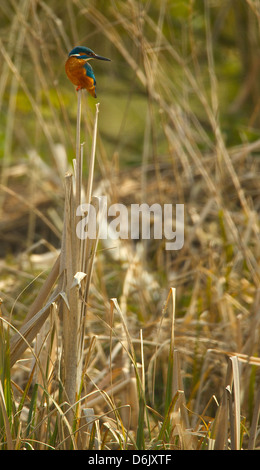 Kingfisher nel suo ambiente naturale sulla riva del fiume Foto Stock