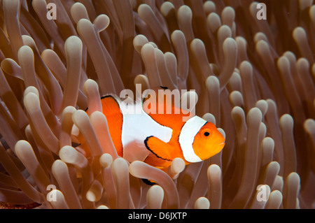 Clownfish, Amphiprion ocellaris, in una magnifica anemone marittimo di Sulawesi - Indonesia Foto Stock