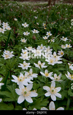 Anemoni di legno (Anemone nemorosa ,), Ruvida collina bosco riserva naturale, Warwickshire, Regno Unito Foto Stock