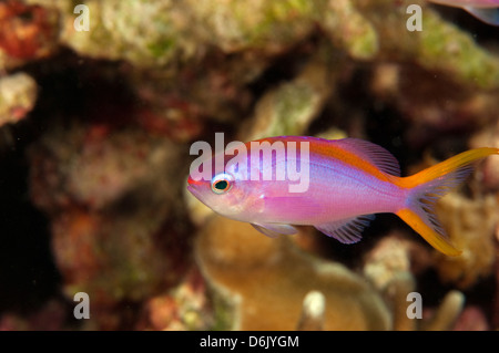 Femmina regina viola anthias, Pseudanthias tuka, Sulawesi Indonesia Foto Stock