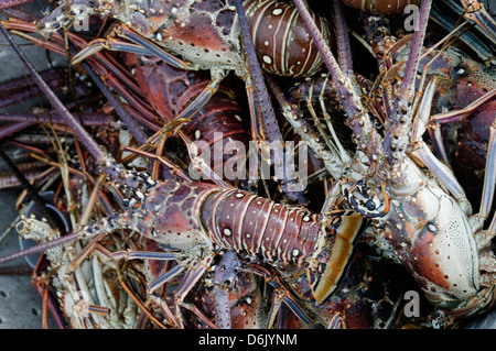 Le aragoste, Anegada Island, Isole Vergini Britanniche, West Indies, dei Caraibi e America centrale Foto Stock