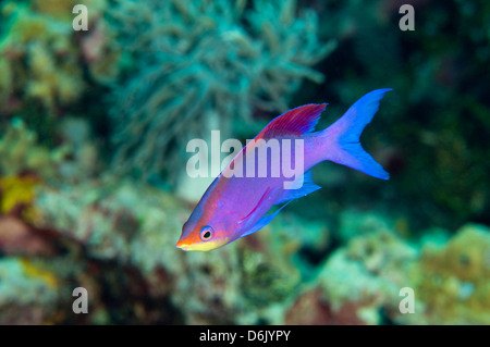 Viola maschio regina anthias, Pseudanthias tuka, Sulawesi Indonesia Foto Stock