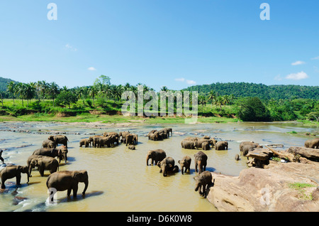 Pinnewala Elephant orfanotrofio vicino a Kegalle, Hill Country, Sri Lanka, Asia Foto Stock