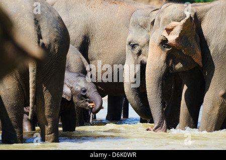 Pinnewala Elephant orfanotrofio vicino a Kegalle, Hill Country, Sri Lanka, Asia Foto Stock