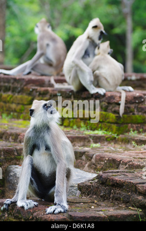 Tufted langurs grigio (Semnopithecus priamo), Polonnaruwa, Nord provincia centrale, Sri Lanka, Asia Foto Stock