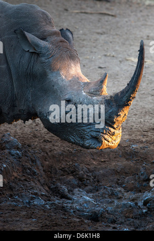 White Rhino (Ceratotherium simum) a waterhole, Mkhuze Game Reserve, KwaZulu Natal, Sud Africa e Africa Foto Stock