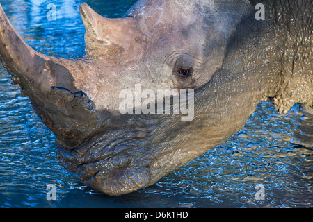 White Rhino (Ceratotherium simum) a waterhole, Mkhuze Game Reserve, KwaZulu Natal, Sud Africa e Africa Foto Stock