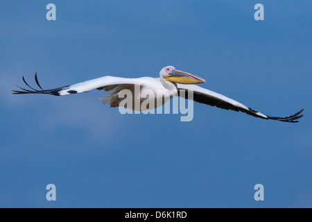 Great White pelican (Pelecanus onocrotalus) in volo, Lake Nakuru National Park, Kenya, Africa orientale, Africa Foto Stock