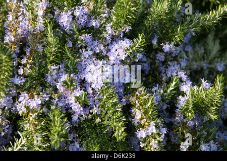 Blu di rosmarino fiorito nel giardino estivo Foto Stock