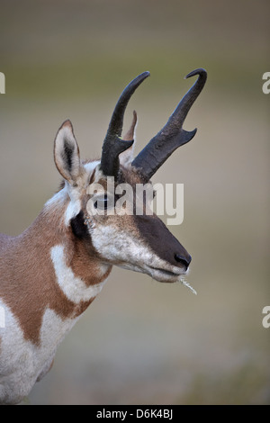 Pronghorn (Antilocapra americana) buck, Custer State Park, il Dakota del Sud, Stati Uniti d'America, America del Nord Foto Stock