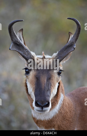 Pronghorn (Antilocapra americana) buck, Custer State Park, il Dakota del Sud, Stati Uniti d'America, America del Nord Foto Stock