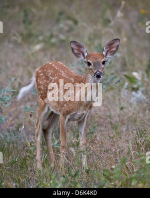 White-tailed deer (culbianco cervi) (Virginia), cervo (Odocoileus virginianus) fulvo, Custer State Park, il Dakota del Sud, STATI UNITI D'AMERICA Foto Stock
