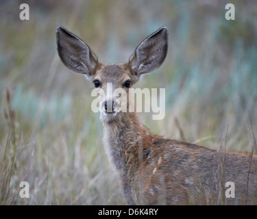 Young Mule Deer (Odocoileus hemionus), Custer State Park, il Dakota del Sud, Stati Uniti d'America, America del Nord Foto Stock