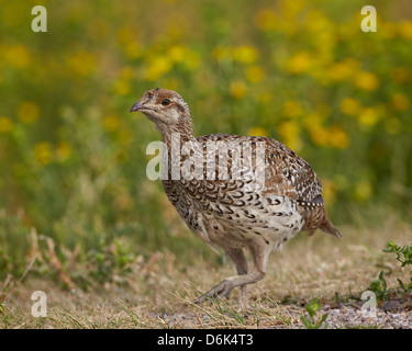 Sharp-tailed grouse (Tympanuchus phasianellus) (precedentemente Tetrao phasianellus), Custer State Park, il Dakota del Sud, STATI UNITI D'AMERICA Foto Stock