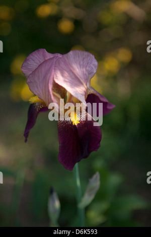 Chiudere porpora e giallo germanica iris fiore nel giardino di primavera Foto Stock