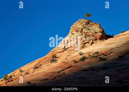 Lone Ponderosa Pine sulla cima di una formazione di arenaria alla prima luce, Parco Nazionale Zion, Utah, Stati Uniti d'America, America del Nord Foto Stock