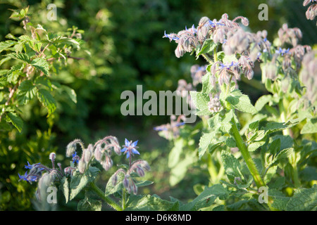 Blu (borragine borragine officinalis) fiori nel giardino di primavera Foto Stock