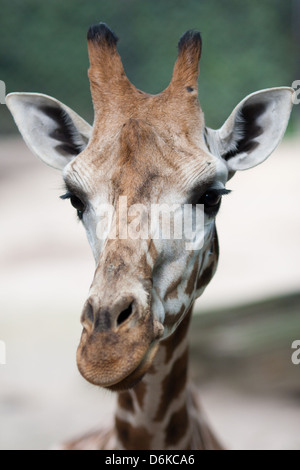 Immagine ravvicinata di testa giraffa Foto Stock