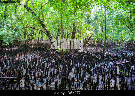 Le radici di mangrovia, sull isola di carpe, Rock Islands, Palau, Pacifico centrale e del Pacifico Foto Stock