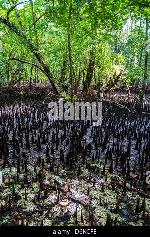 Le radici di mangrovia, sull isola di carpe, Rock Islands, Palau, Pacifico centrale e del Pacifico Foto Stock