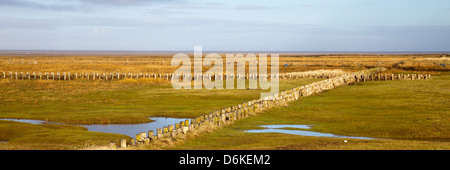 Salt Marsh, Parco Nazionale, Eiderstedt penisola a nord Friesland, Schleswig-Holstein, Germania, Europa Foto Stock