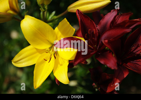 Bella fioritura rosso e giallo gigli in un giardino tranquillo, Kersiguenou, Bretagna, Francia Foto Stock