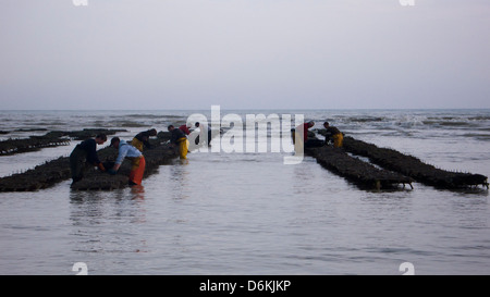 Uomini al lavoro su di ostriche, la bassa marea, Normandia, Francia Foto Stock