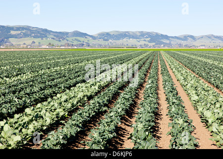 Giovani campo di broccoli, produzione di sementi. Foto Stock