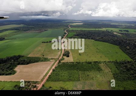 La piantagione di soia nella foresta pluviale amazzonica, vicino a santarem, Para Stato, Brasile. La deforestazione per l'industria agro-alimentare Foto Stock