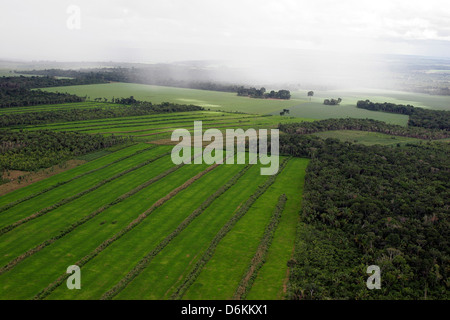 La piantagione di soia nella foresta pluviale amazzonica, vicino a santarem, Para Stato, Brasile. La deforestazione per l'industria agro-alimentare Foto Stock