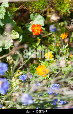 Vari fiori selvatici nel giardino estivo Foto Stock